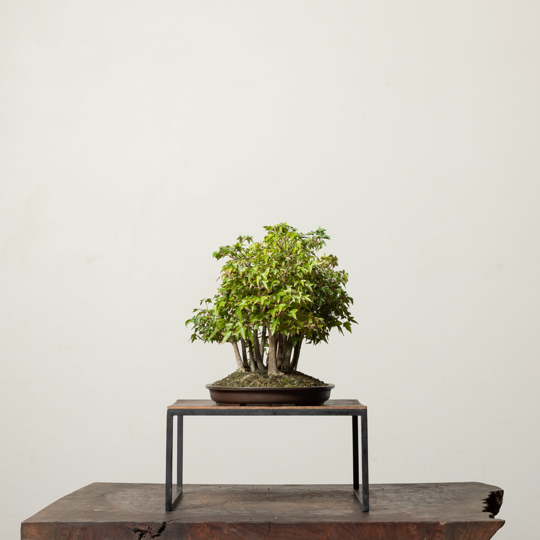 Trident Maple