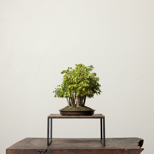 Trident Maple