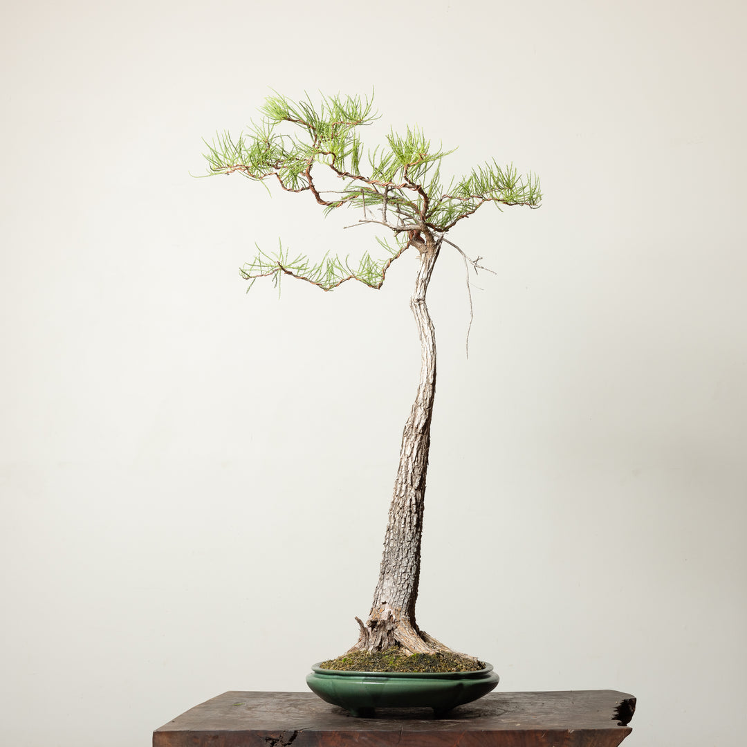 Bald Cypress No. 2