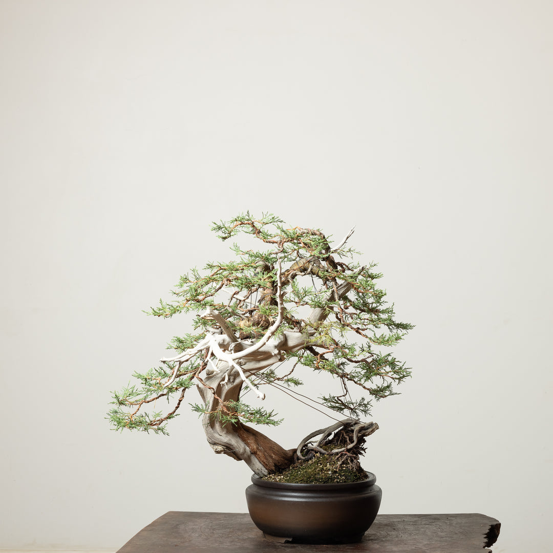 Rocky Mountain Juniper No. 1