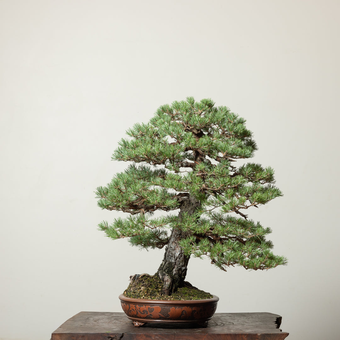 Scots Pine No. 3