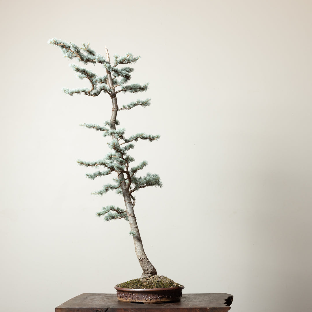 Blue Atlas Cedar