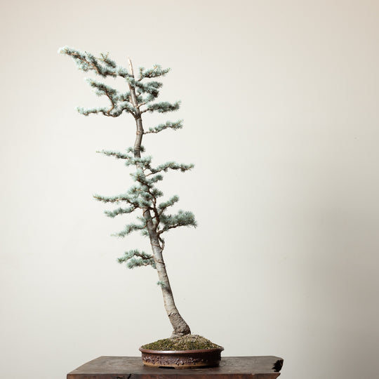 Blue Atlas Cedar