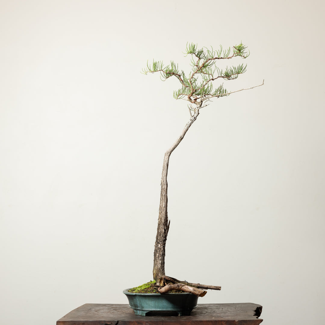 Bald Cypress No. 1