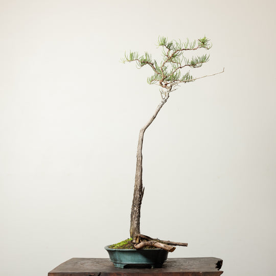 Bald Cypress No. 1