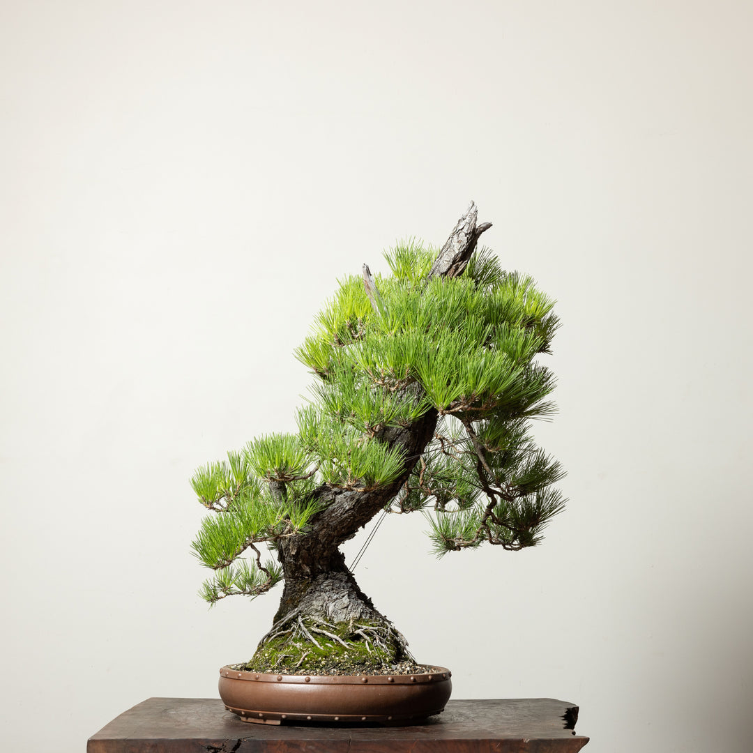 Japanese Black Pine