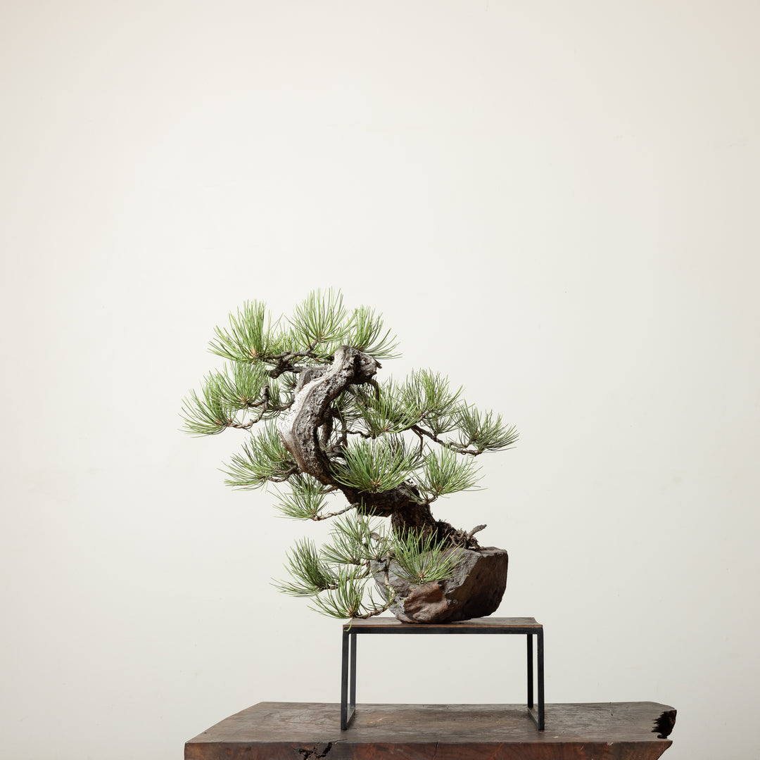 Ponderosa Pine No. 2