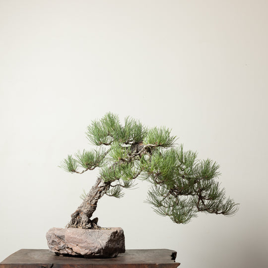 Ponderosa Pine No. 4