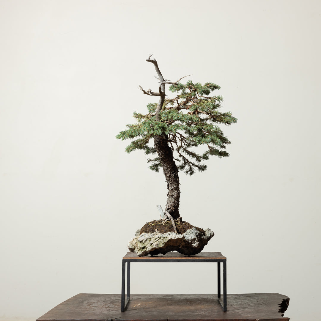Engelmann Spruce