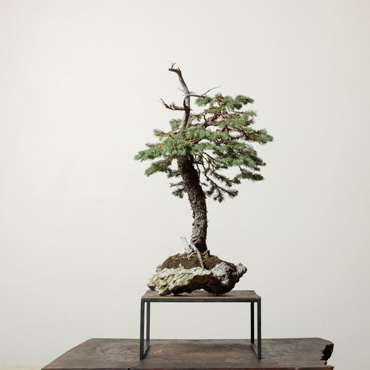 Engelmann Spruce