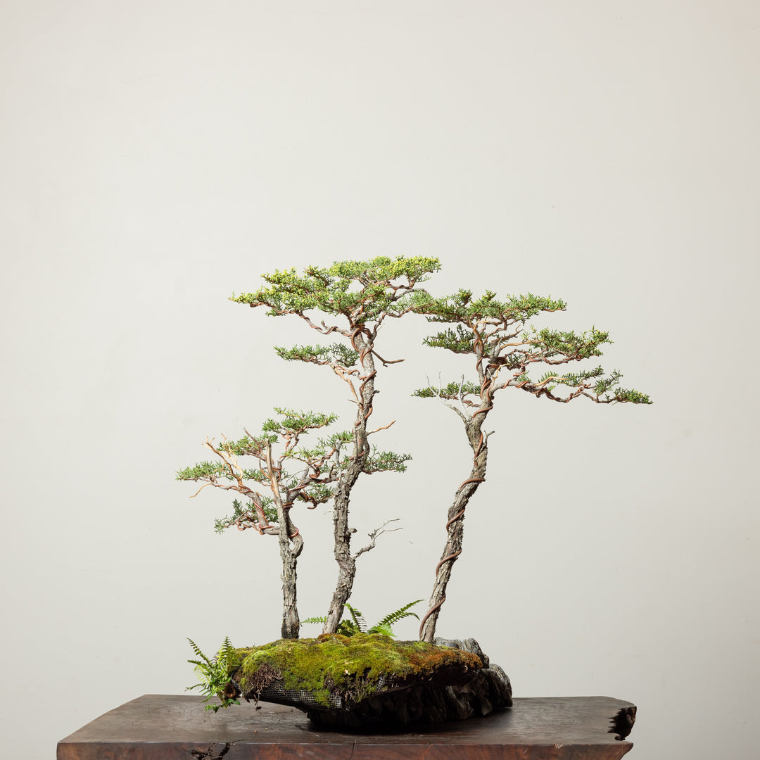 Pygmy Cypress