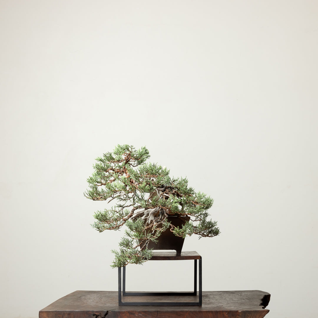 Sierra Juniper