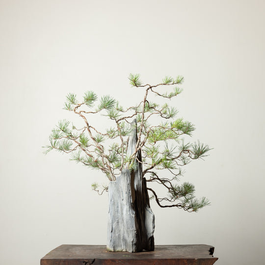 Scots Pine No. 2