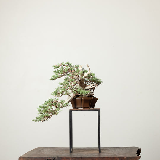 Rocky Mountain Juniper No. 2