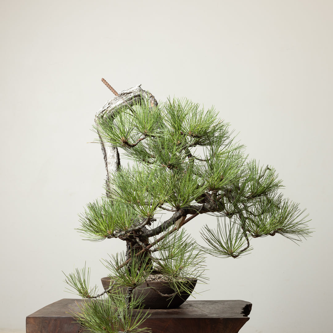Ponderosa Pine No. 3
