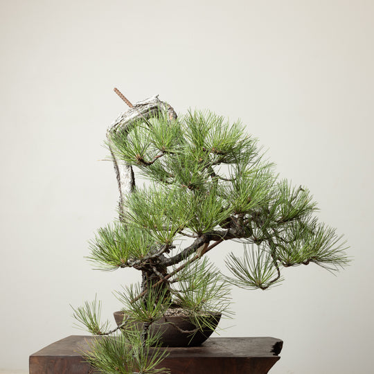 Ponderosa Pine No. 3