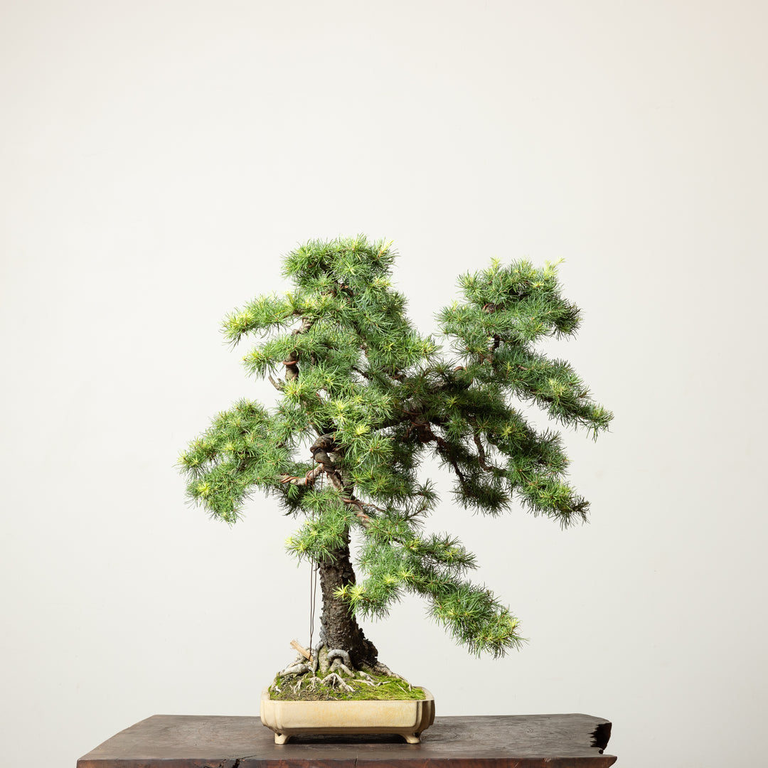 European Larch No.1