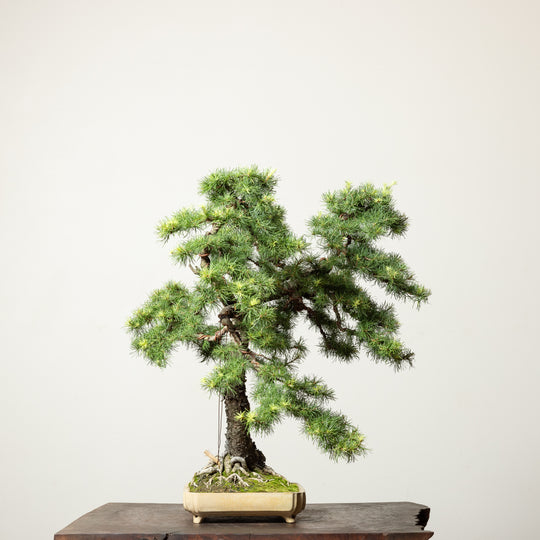 European Larch No.1