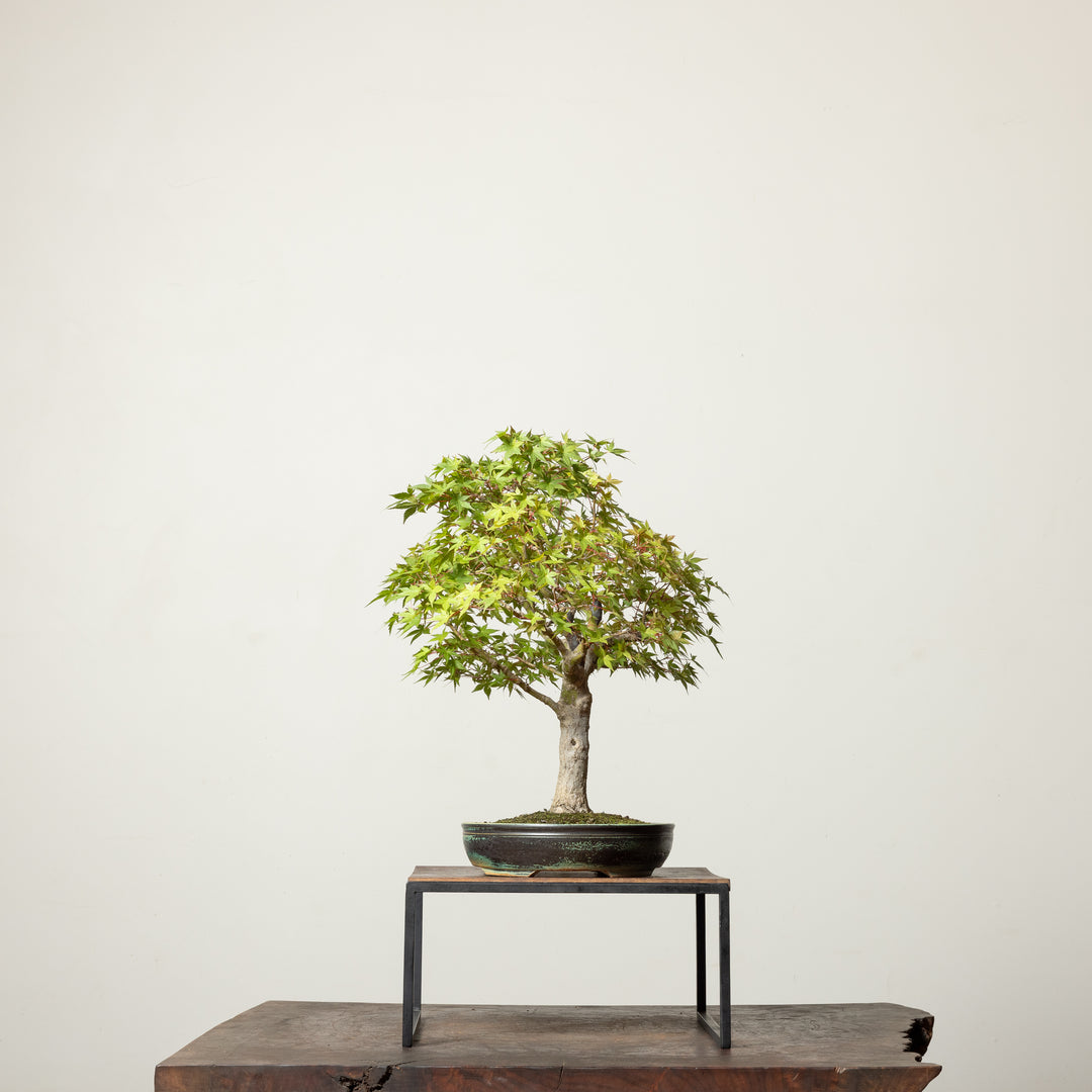 Japanese Maple No. 2