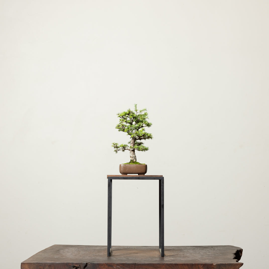 Japanese Larch No. 1