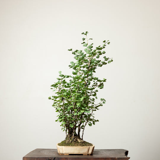 Ginkgo Biloba