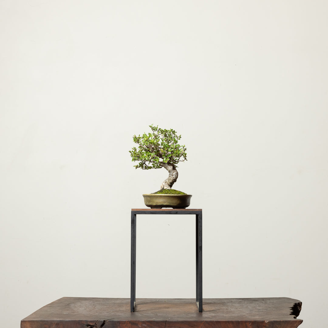 Chinese Elm