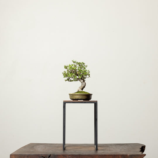 Chinese Elm
