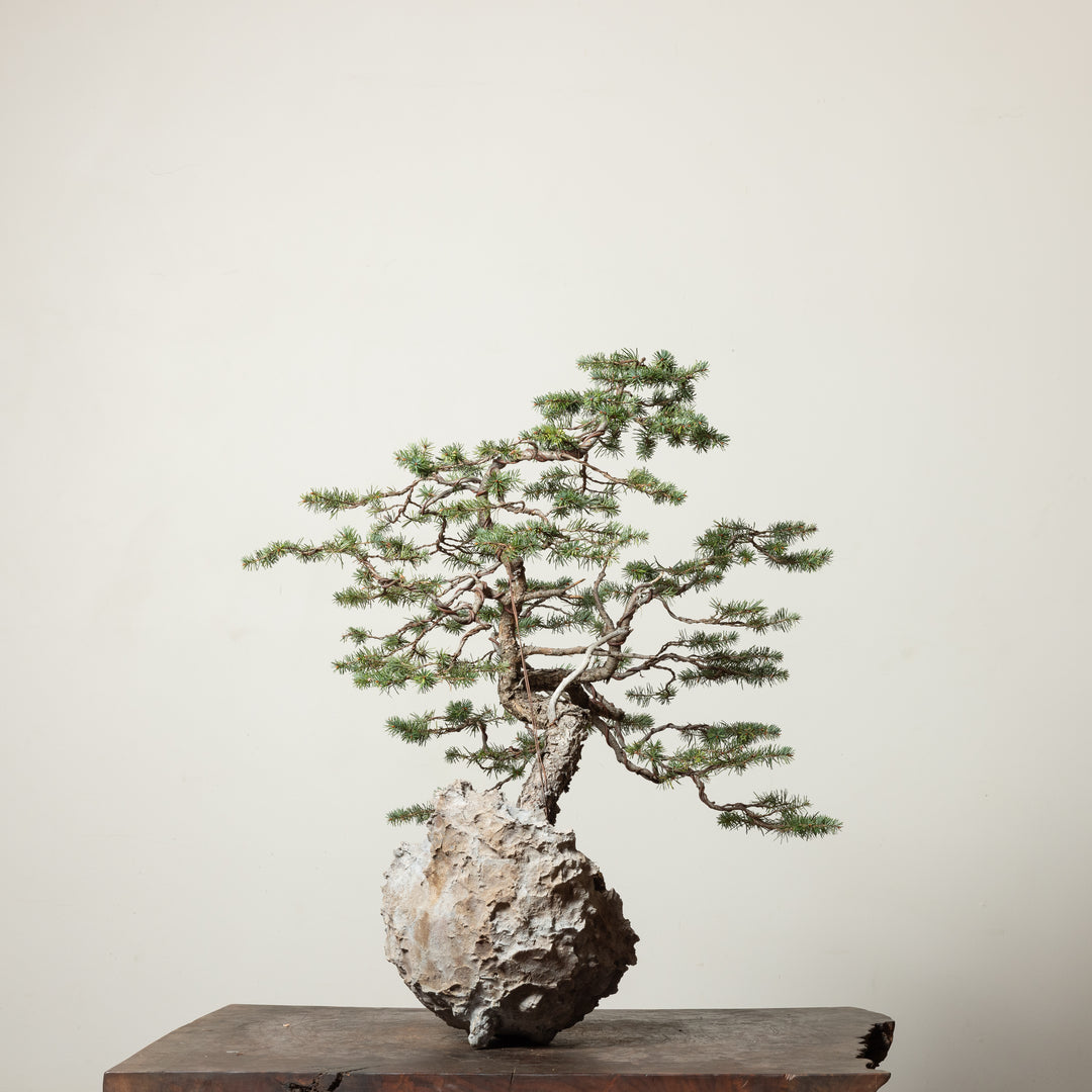 Douglas Fir