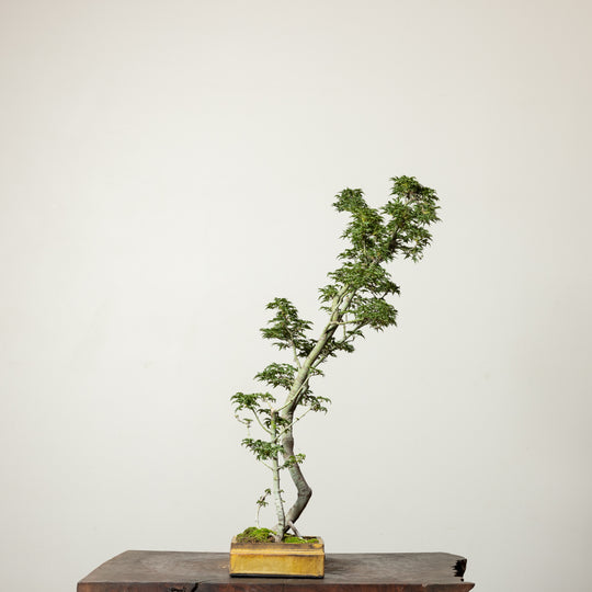 Shishigashira Maple