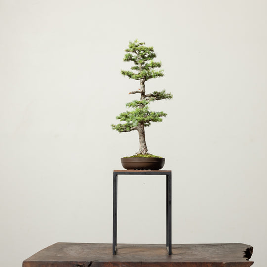 Japanese Larch No.2