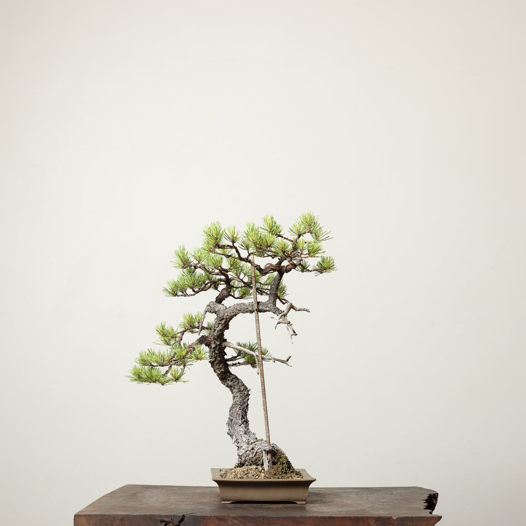 Scots Pine No. 1