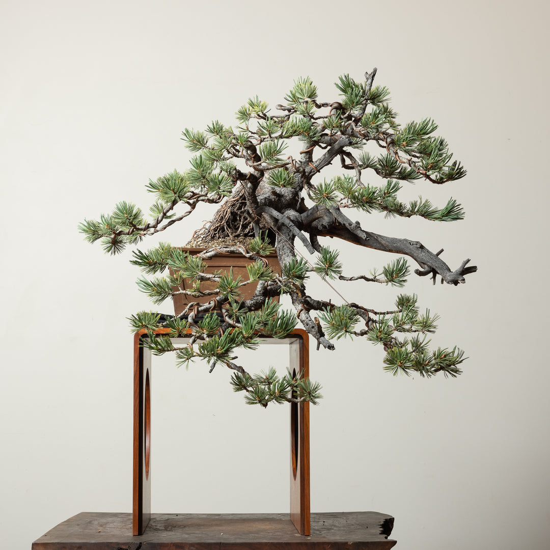 Limber Pine