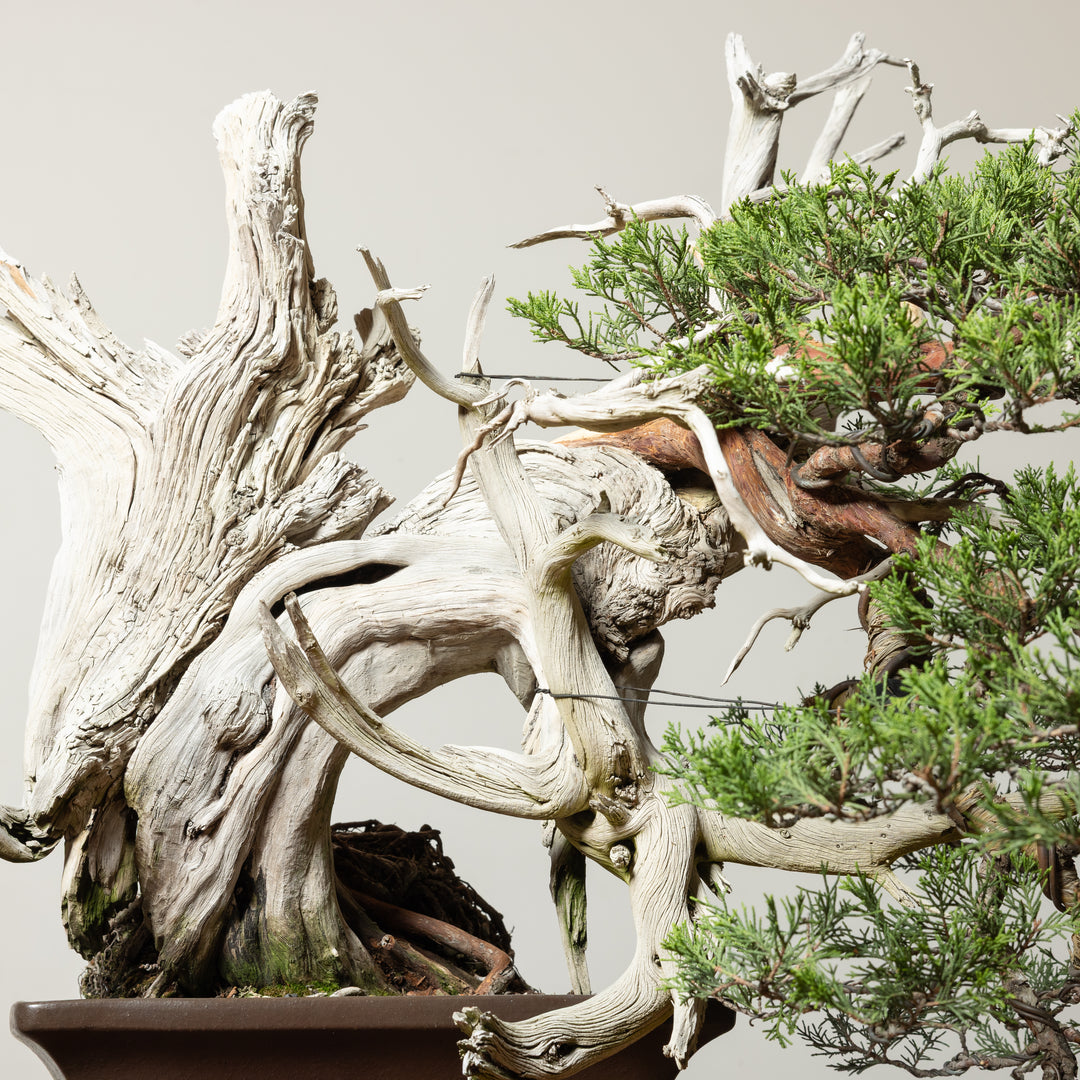 Rocky Mountain Juniper No. 3