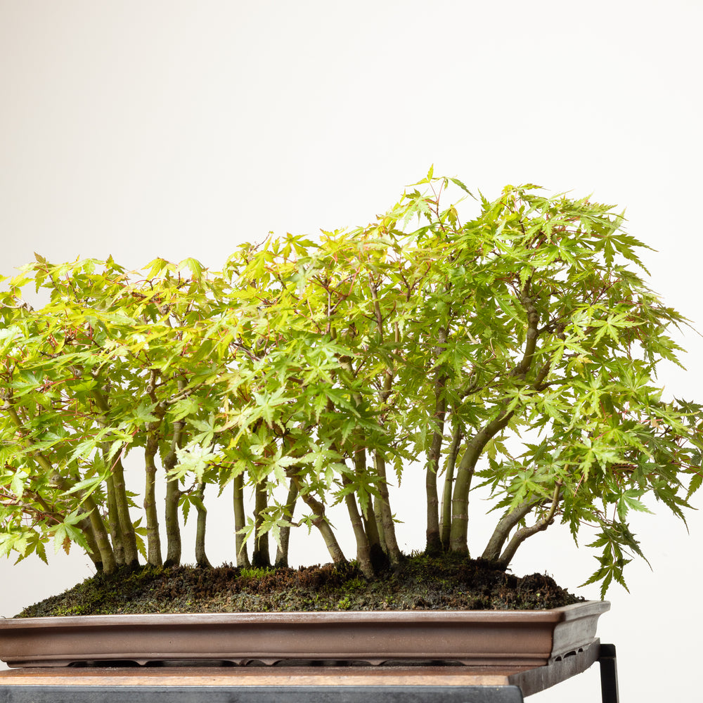 Japanese Maple No. 1