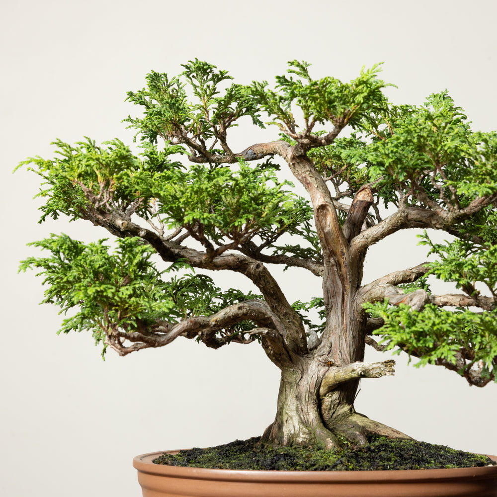 Tsukomo Cypress