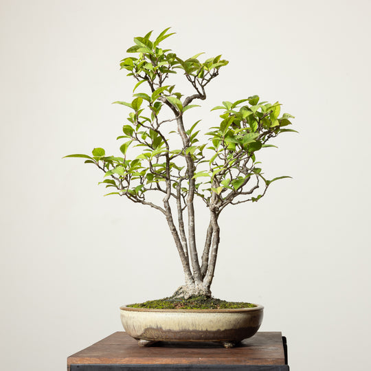 Japanese Holly