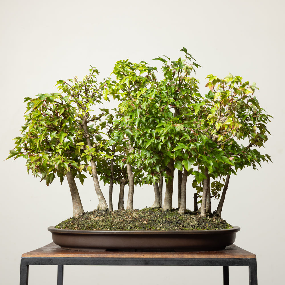 Trident Maple