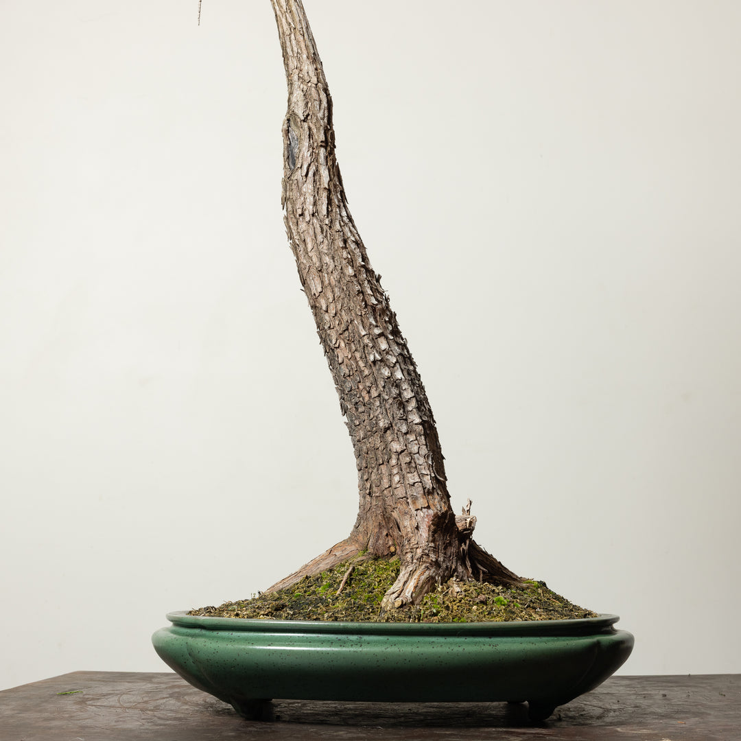 Bald Cypress No. 2