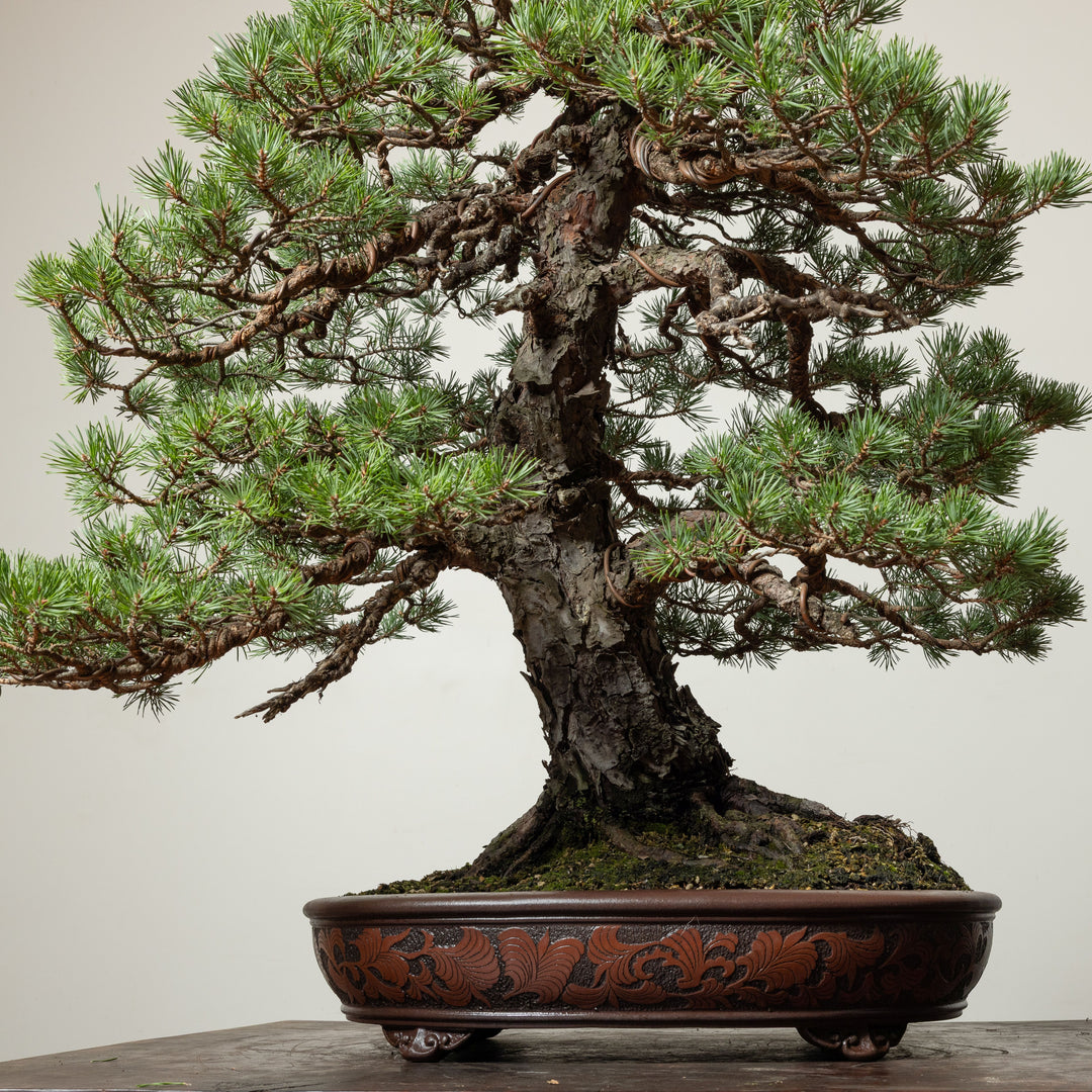 Scots Pine No. 3