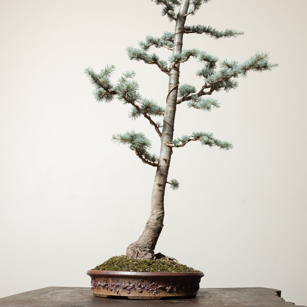 Blue Atlas Cedar
