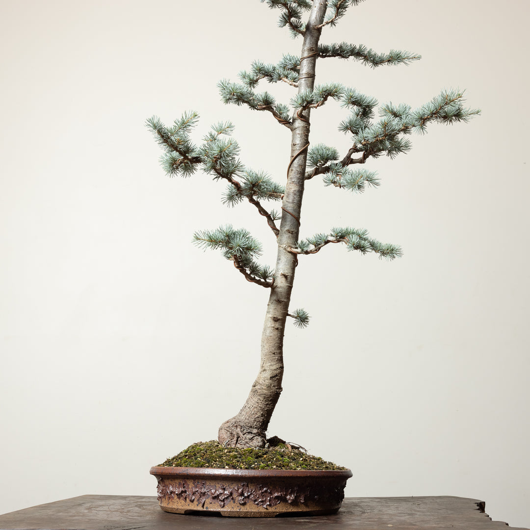 Blue Atlas Cedar