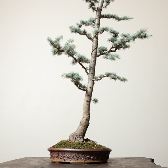 Blue Atlas Cedar