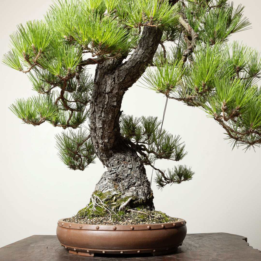 Japanese Black Pine