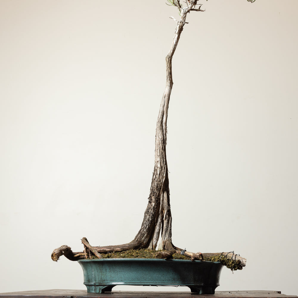 Bald Cypress No. 1