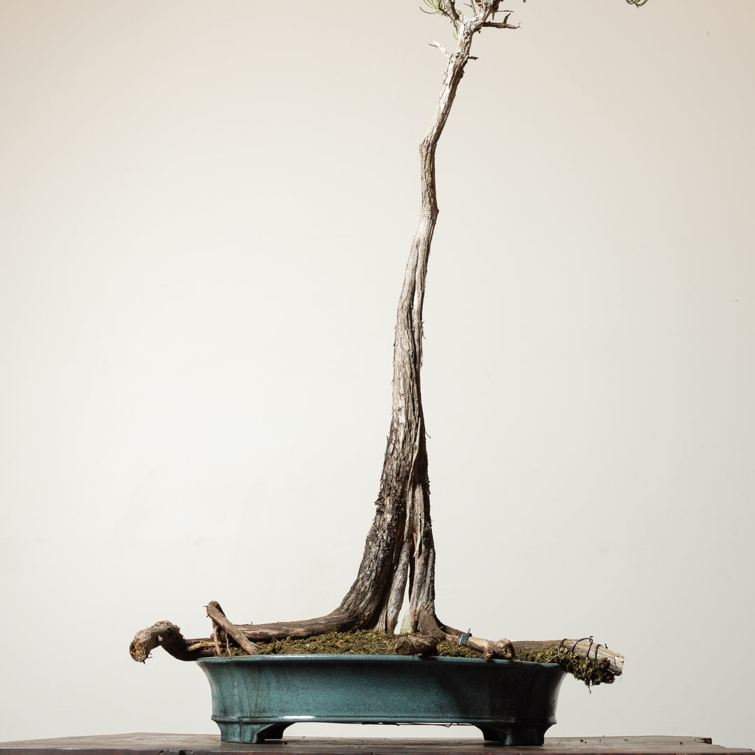 Bald Cypress No. 1
