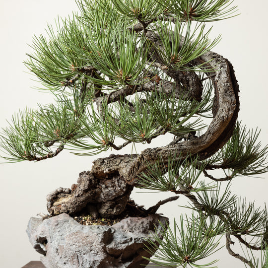 Ponderosa Pine No. 2