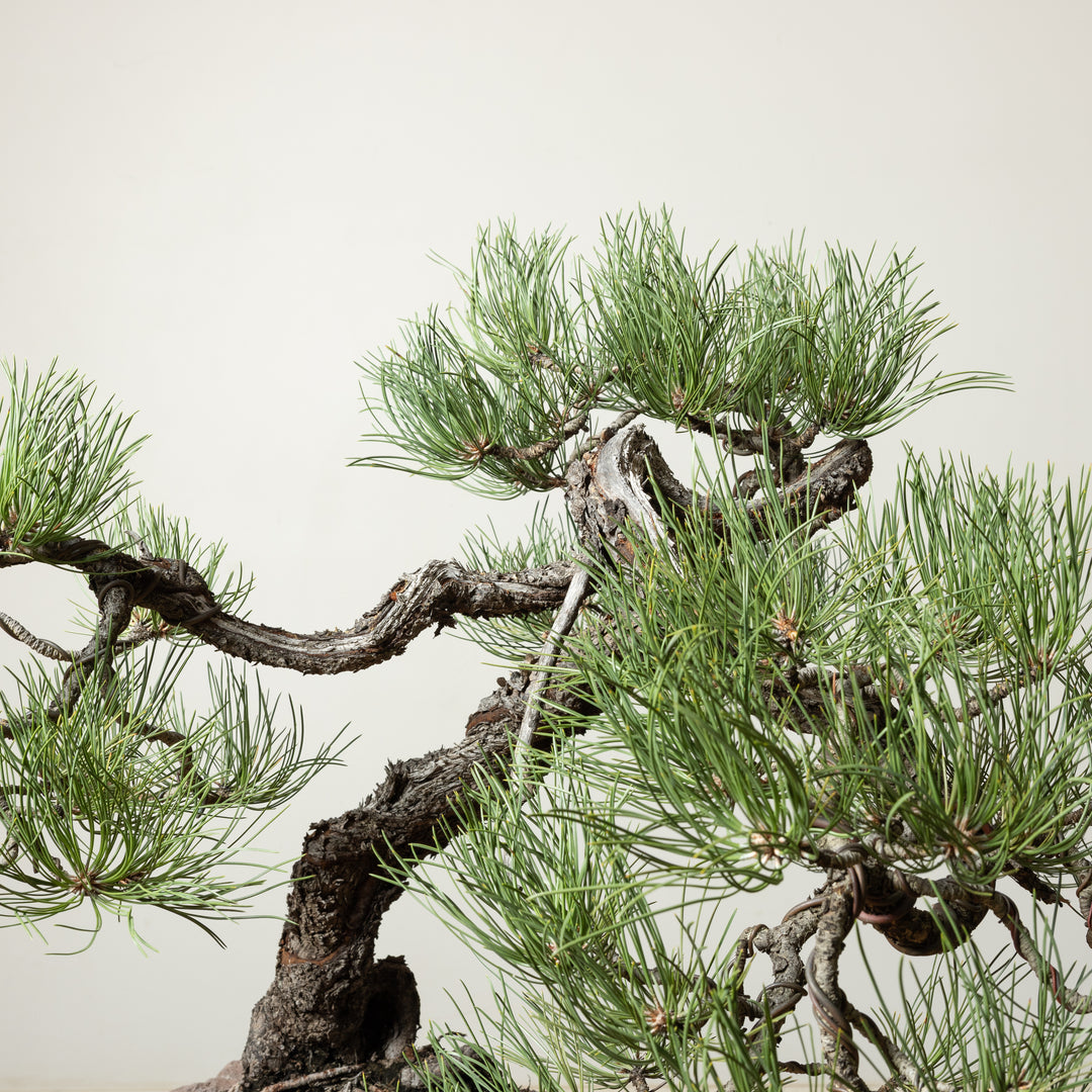 Ponderosa Pine No. 4