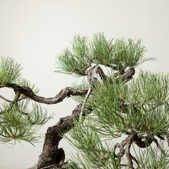 Ponderosa Pine No. 4
