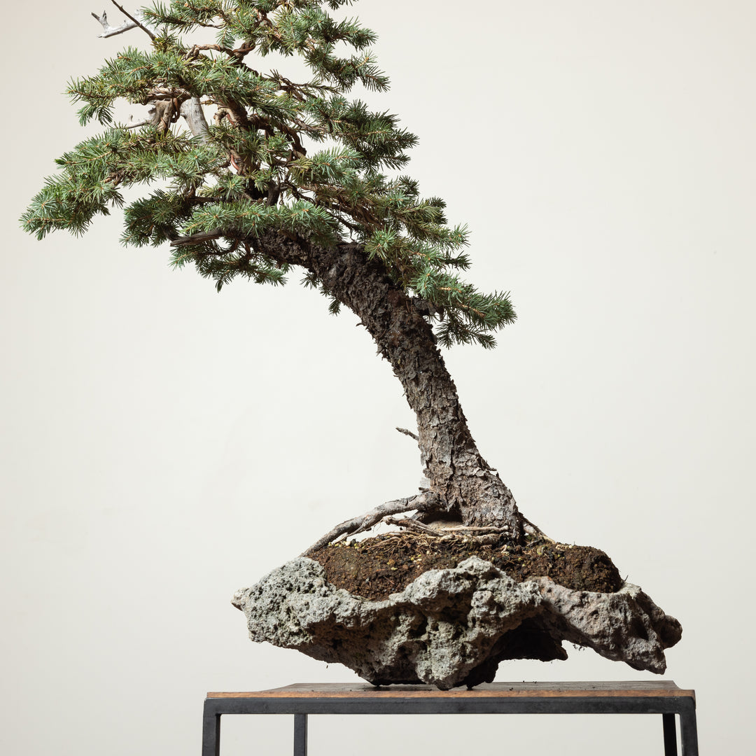 Engelmann Spruce