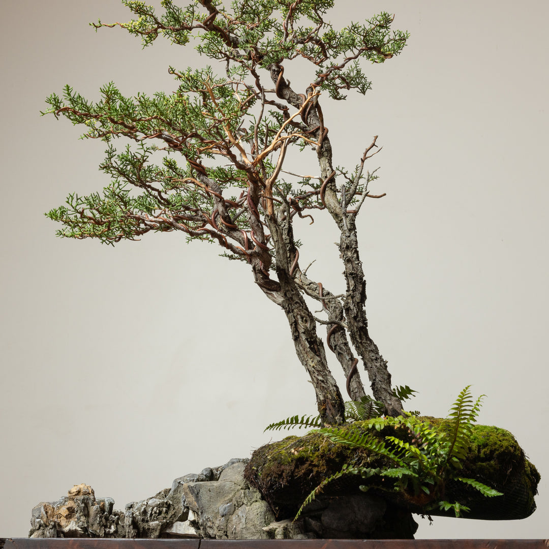 Pygmy Cypress